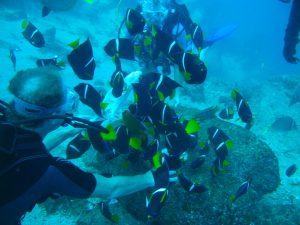cabo san lucas discover diving tours