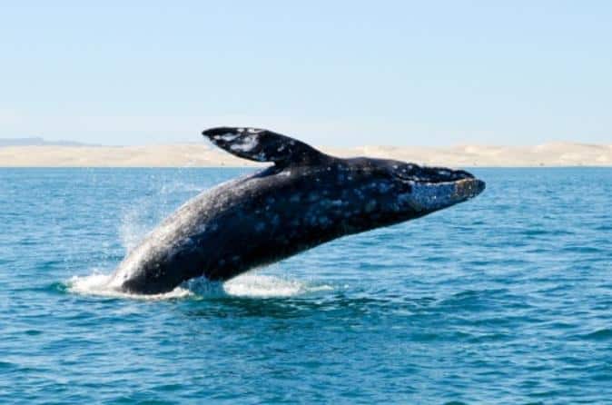 Cabo San Lucas Whale Watching