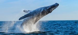 Private Sailing and Whale Watching in Cabo
