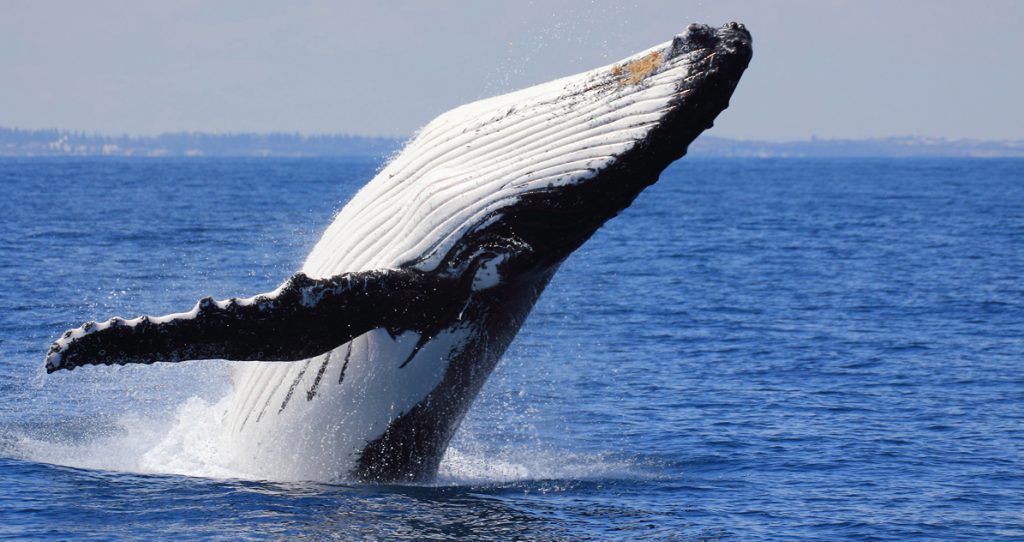 cabo San Lucas Whale watching