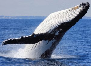 Whale Watching Tours In Cabo