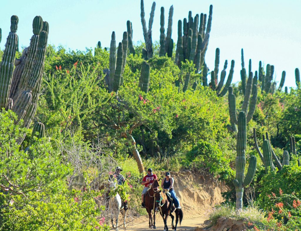 Cabo Horseback Rides